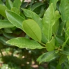 Allspice (Pimenta Dioica)