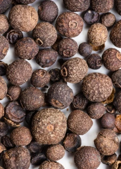 Allspice (Pimenta Dioica) -Garden Supplies Sales 2024 Allspice plants for sale SowExotic.com