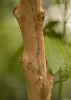 Allspice (Pimenta Dioica) -Garden Supplies Sales 2024 Allspice Pimentadioica plant for sale SowEXotic.com