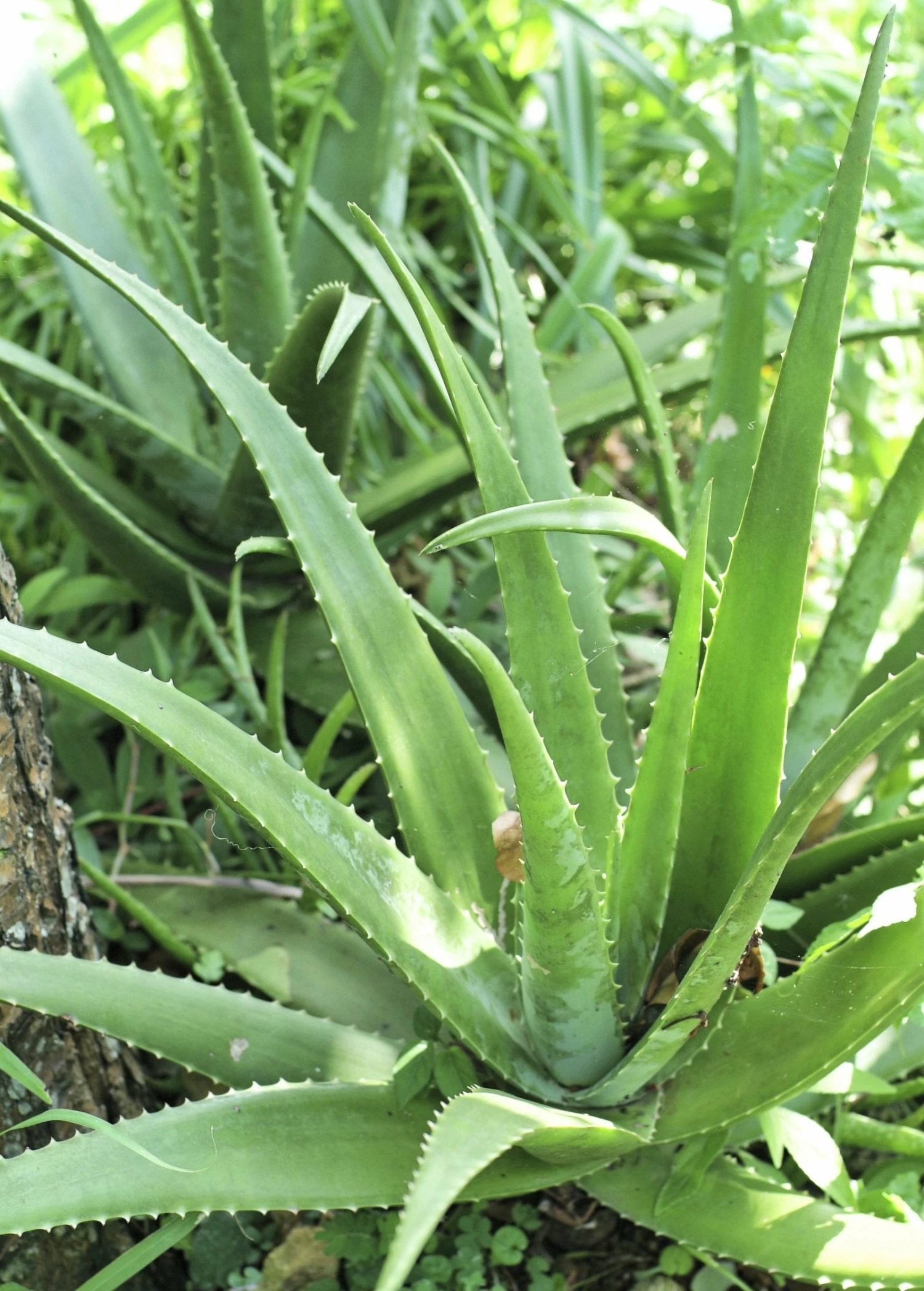 Aloe (Aloe Vera) 1 Aloe (Aloe Vera)