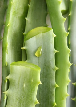 Aloe (Aloe Vera) 13 Aloe (Aloe Vera) -Garden Supplies Sales 2024 Aloe Vera Plants for Sale SowExotic