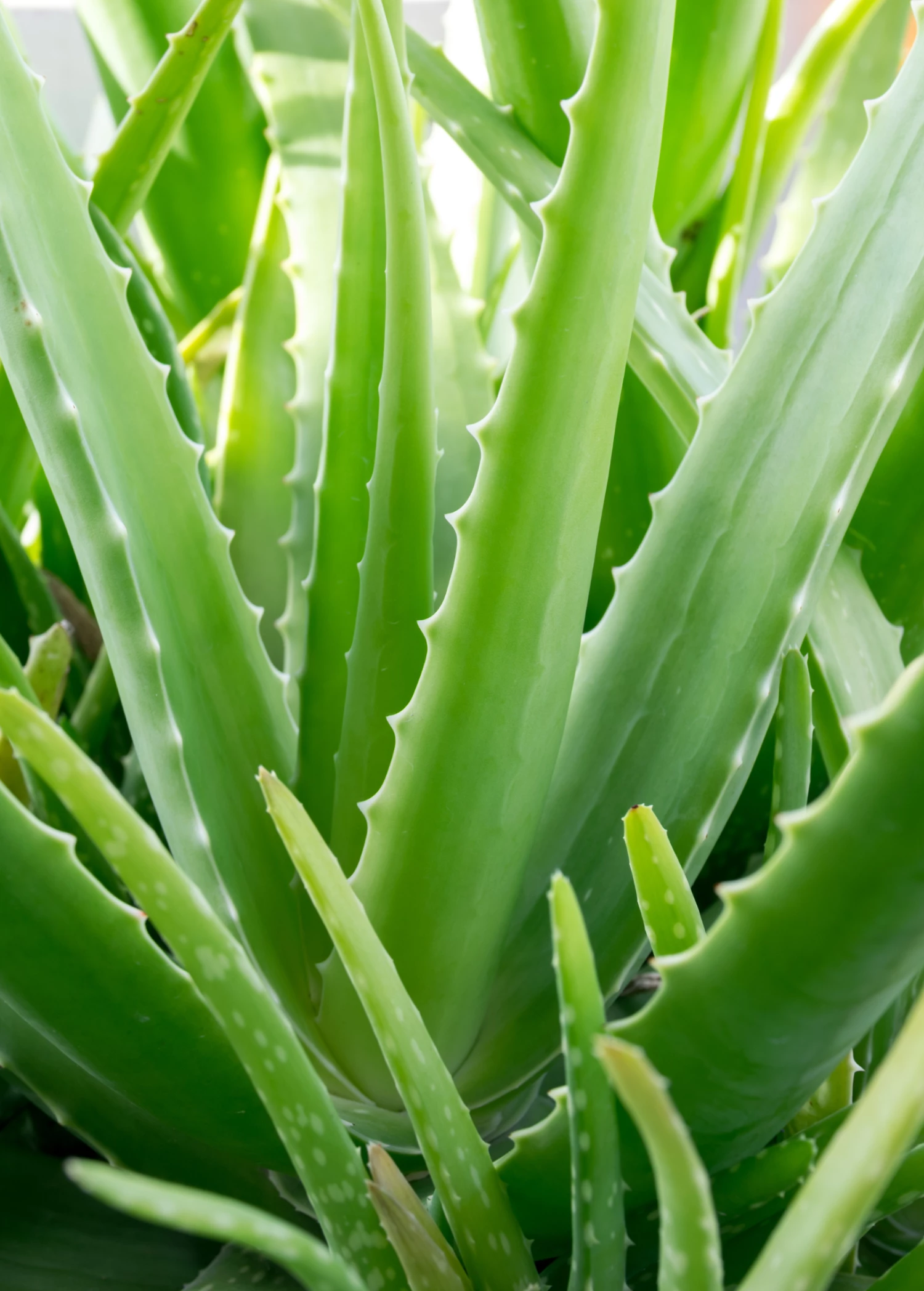 Aloe (Aloe Vera) 2 Aloe (Aloe Vera) - Image 2