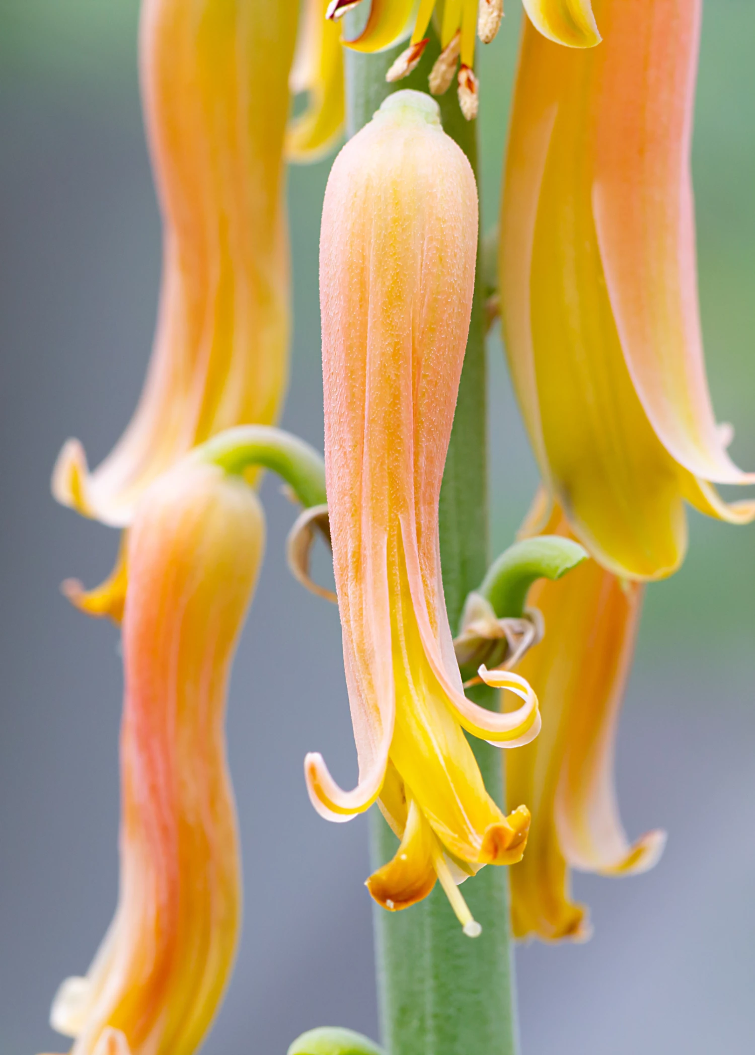 Aloe (Aloe Vera) 5 Aloe (Aloe Vera) - Image 5