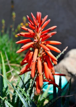 Aloe (Aloe Vera) 9 Aloe (Aloe Vera) -Garden Supplies Sales 2024 Aloe vera Plant for Sale SowExotic