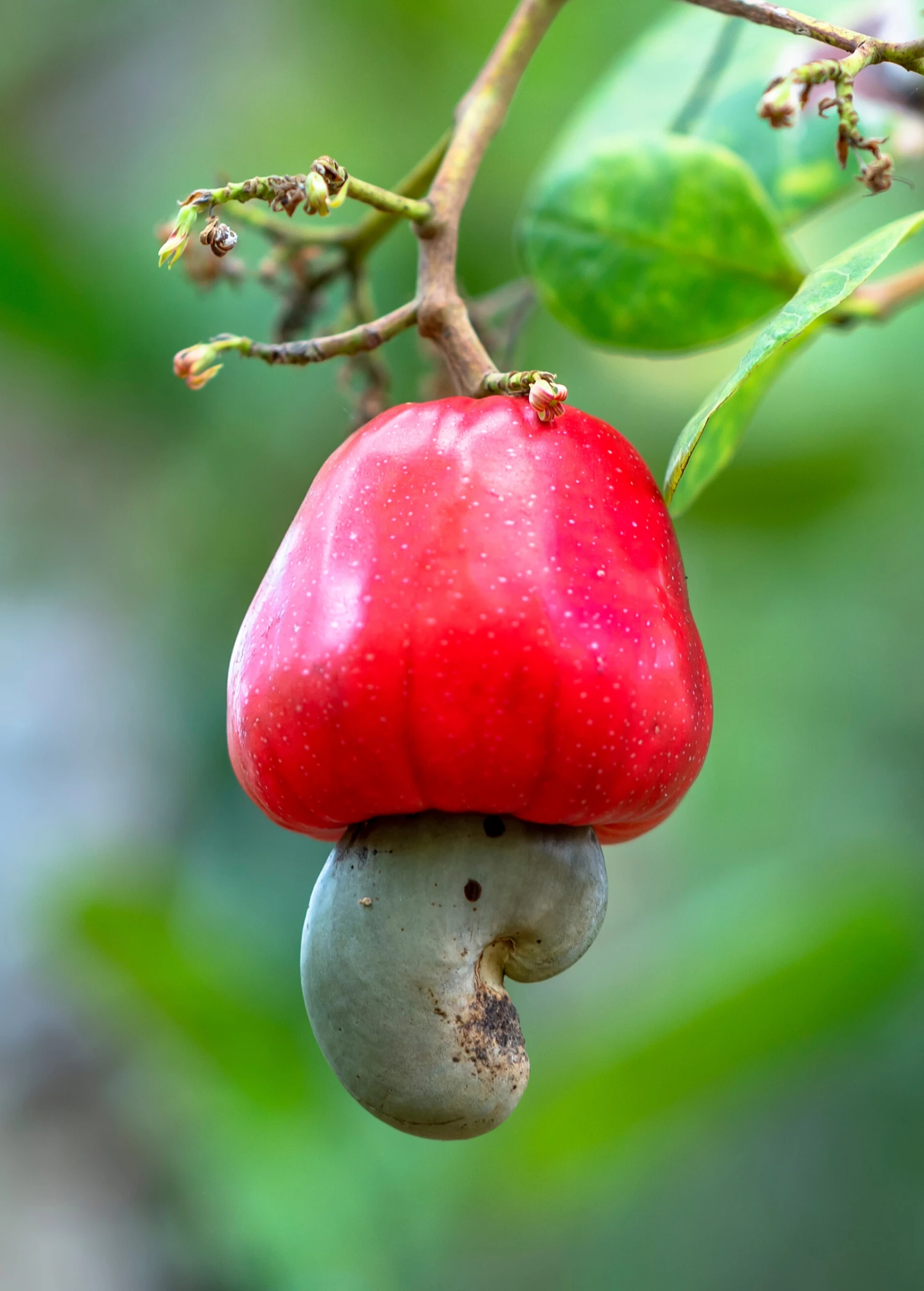 Cashew, Red (Anacardium Occidentale) 1 Cashew, Red (Anacardium Occidentale)