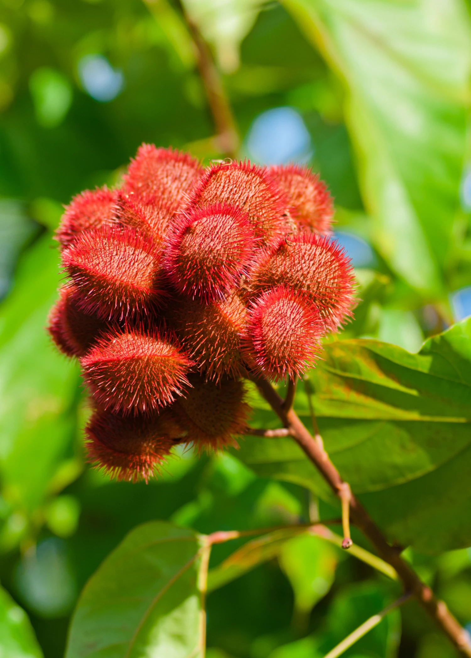 Annatto Achiote (Bixa Orellana) - Image 5
