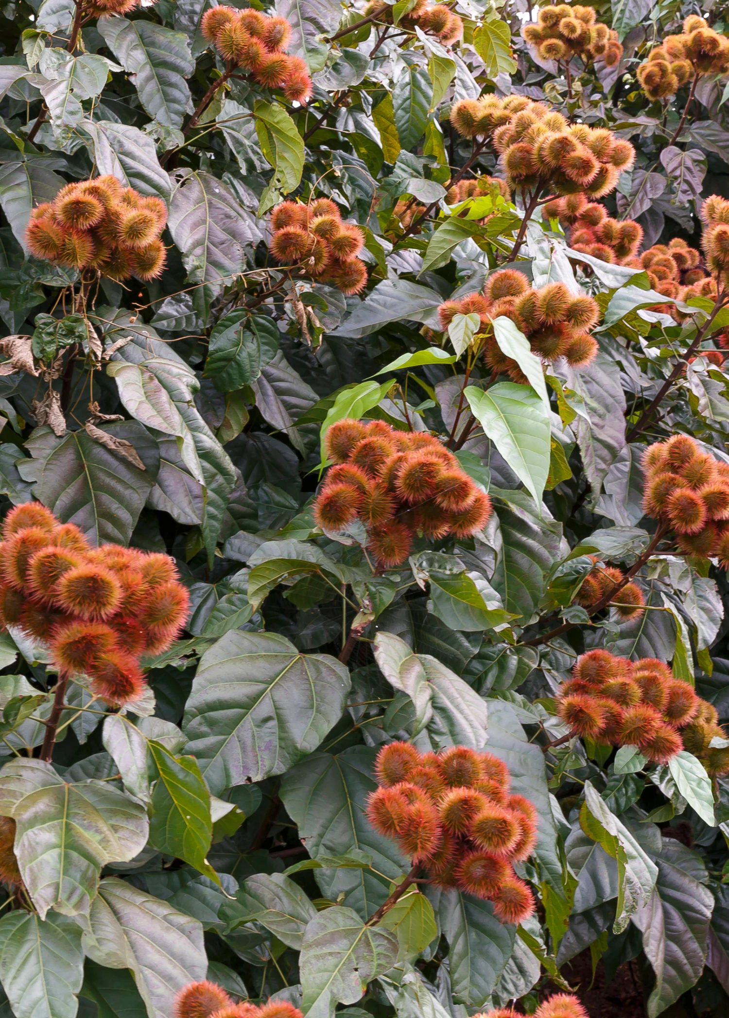 Annatto Achiote (Bixa Orellana) - Image 3