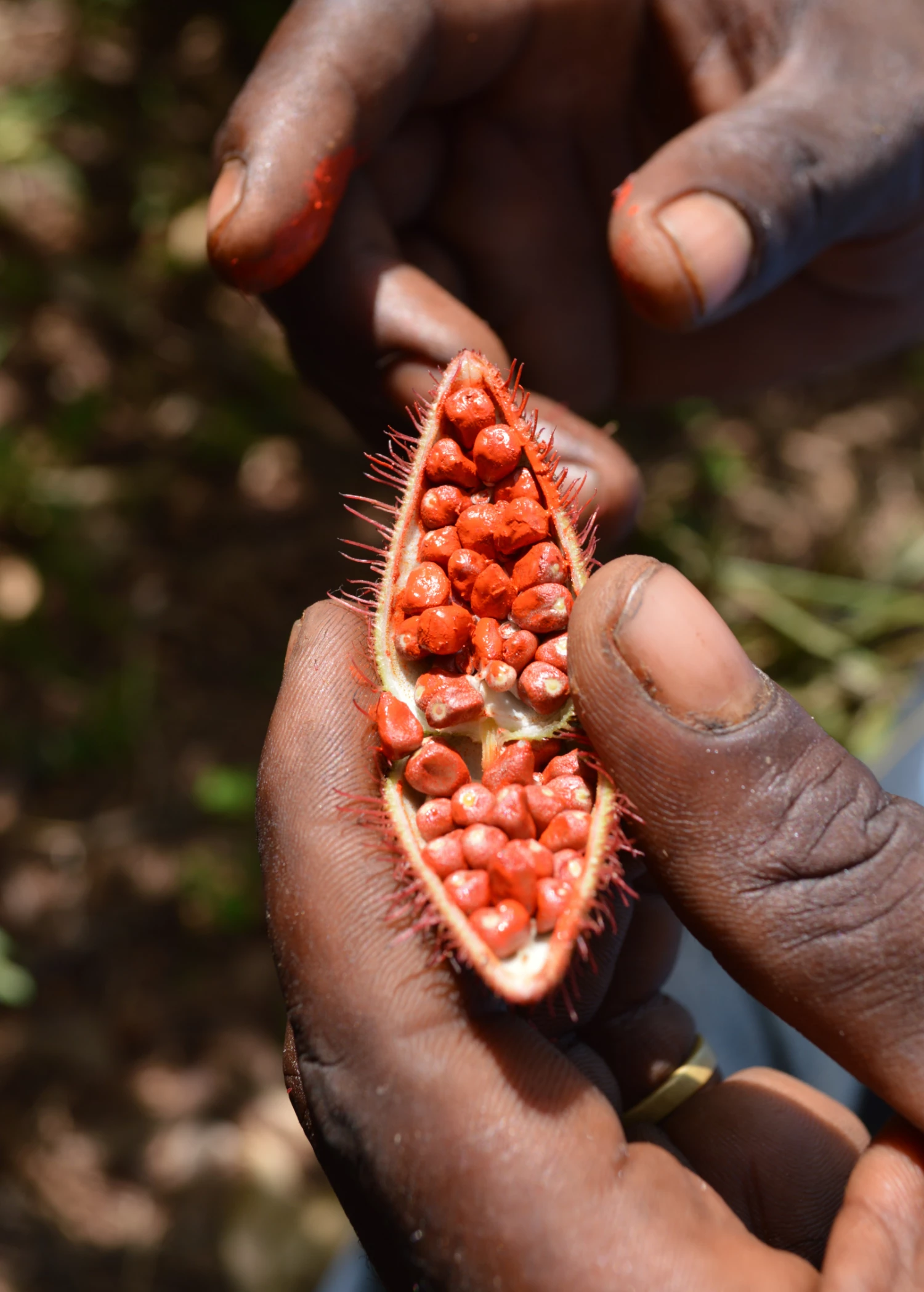 Annatto Achiote (Bixa Orellana) - Image 2