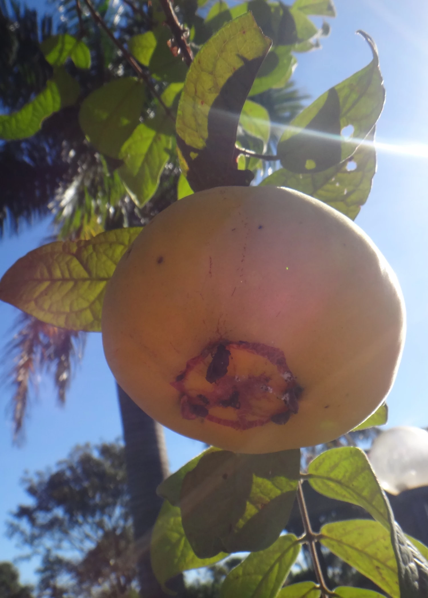 Araza (Eugenia Stipitata) - Image 2