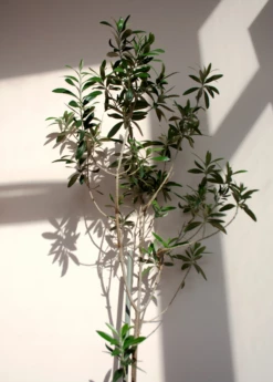 Olive 'Arbequina' (Olea Europea) 11 Olive 'Arbequina' (Olea Europea) -Garden Supplies Sales 2024 ArbequinaOliveTreesforsale SowExotic.com 3