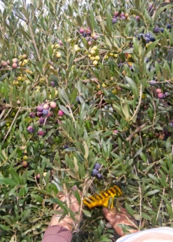 Olive 'Arbequina' (Olea Europea) 9 Olive 'Arbequina' (Olea Europea) -Garden Supplies Sales 2024 ArbequinaOliveTreesforsale SowExotic.com 4