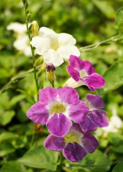 Asystasia, Chinese Creeping Foxglove (Asystasia Gangetica) -Garden Supplies Sales 2024 Asystasia ChineseCreepingFoxglove Asystasiagangetica beautifulfloweringvinesowexotic