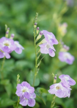 Asystasia, Chinese Creeping Foxglove (Asystasia Gangetica) -Garden Supplies Sales 2024 Asystasia ChineseCreepingFoxglove Asystasiagangetica beautifulfloweringvinesowexotic 2
