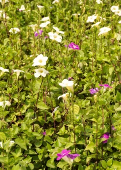 Asystasia, Chinese Creeping Foxglove (Asystasia Gangetica) -Garden Supplies Sales 2024 Asystasia ChineseCreepingFoxglove Asystasiagangetica beautifulfloweringvinesowexotic 4