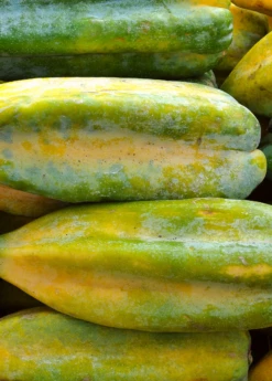 Babaco, Mountain Papaya (Carica Pentagona) 8 Babaco, Mountain Papaya (Carica Pentagona) -Garden Supplies Sales 2024 Babaco Vasconcelleaxheilbornii SowExotic 1