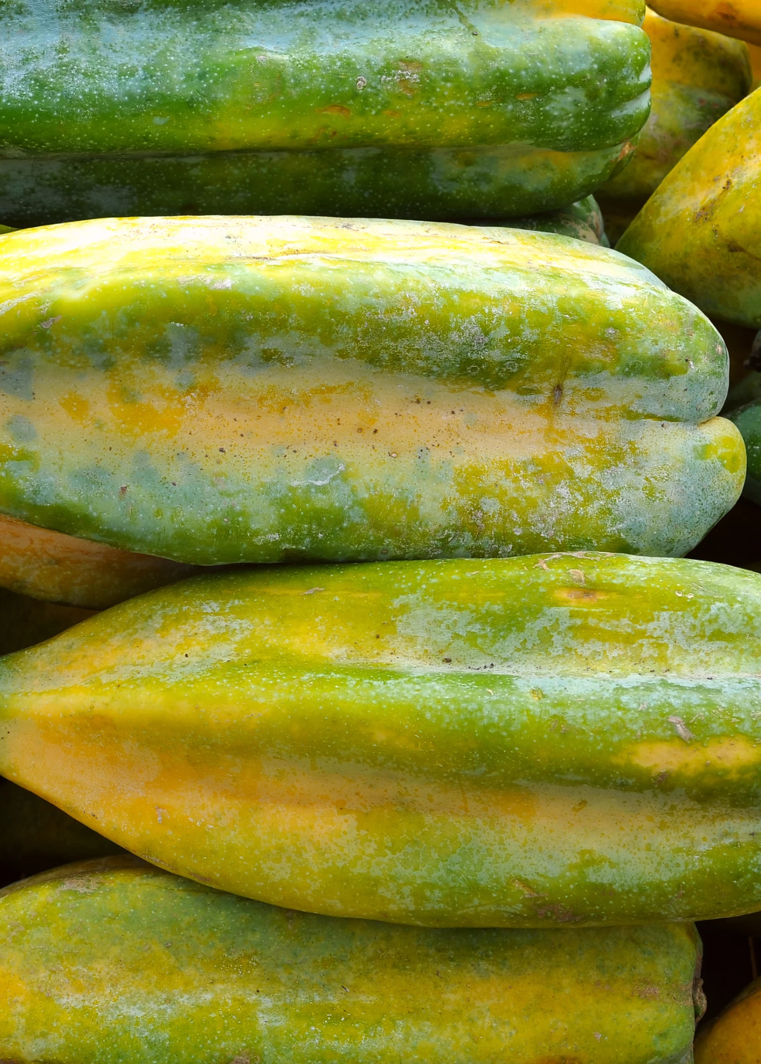 Babaco, Mountain Papaya (Carica Pentagona) 4 Babaco, Mountain Papaya (Carica Pentagona) - Image 4