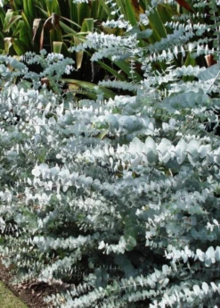 Baby Blue Eucalyptus (Eucalyptus Pulverulenta)