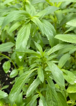 Bergamot 'Lemon' (Monarda Citriodora) 5 Bergamot 'Lemon' (Monarda Citriodora) -Garden Supplies Sales 2024 Bergamot Lemon Monardacitriodora sowexotic 1