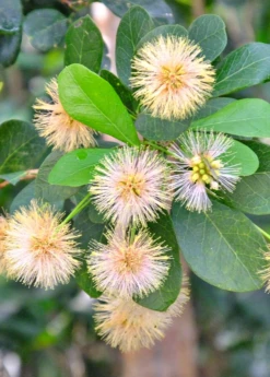 Black Bead (Pithecellobium Keyense) -Garden Supplies Sales 2024 BlackBeadPithecellobiumkeyenseNativeFruitTreesforSale SowExotic.com 1