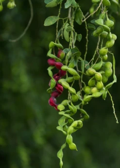 Black Bead (Pithecellobium Keyense) -Garden Supplies Sales 2024 BlackBeadPithecellobiumkeyenseNativeFruitTreesforSale SowExotic.com 2