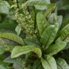 Bloody Dock (Rumex Sanguineus)