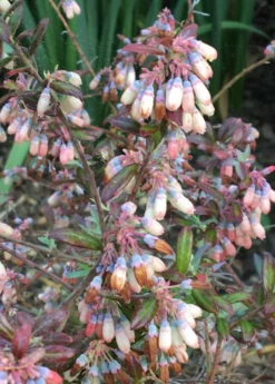 Blueberry 'Native Florida' (Vaccinium Darrowii) -Garden Supplies Sales 2024 Blueberry Native Florida Vaccinium darrowii Sow Exotic 2