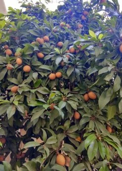 Mamey Sapote 'Magana' (Pouteria Sapota)