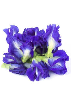 Butterfly Pea (Clitoria Ternatea) -Garden Supplies Sales 2024 ButterflyPea Clitoriaternatea sowexotic 1