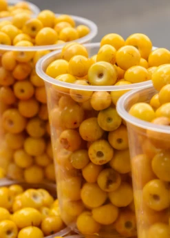 Nance (Byrsonima Crassifolia) -Garden Supplies Sales 2024 Byrsonima crassifolia nance fruit