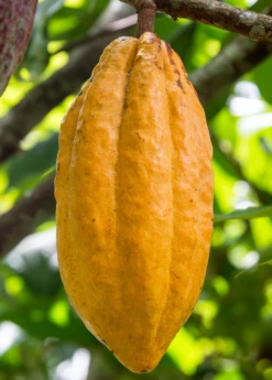 Cacao, Yellow (Theobroma Cacao) 6 Cacao, Yellow (Theobroma Cacao) -Garden Supplies Sales 2024 Cacao Theobroma cacao Live Plant For Sale Sow Exotic Nursery Live Plants Tropical Fruit Trees Medicinal Herbs Rare Plants Food Forest Tour