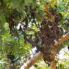 Carob (Ceratonia Siliqua)
