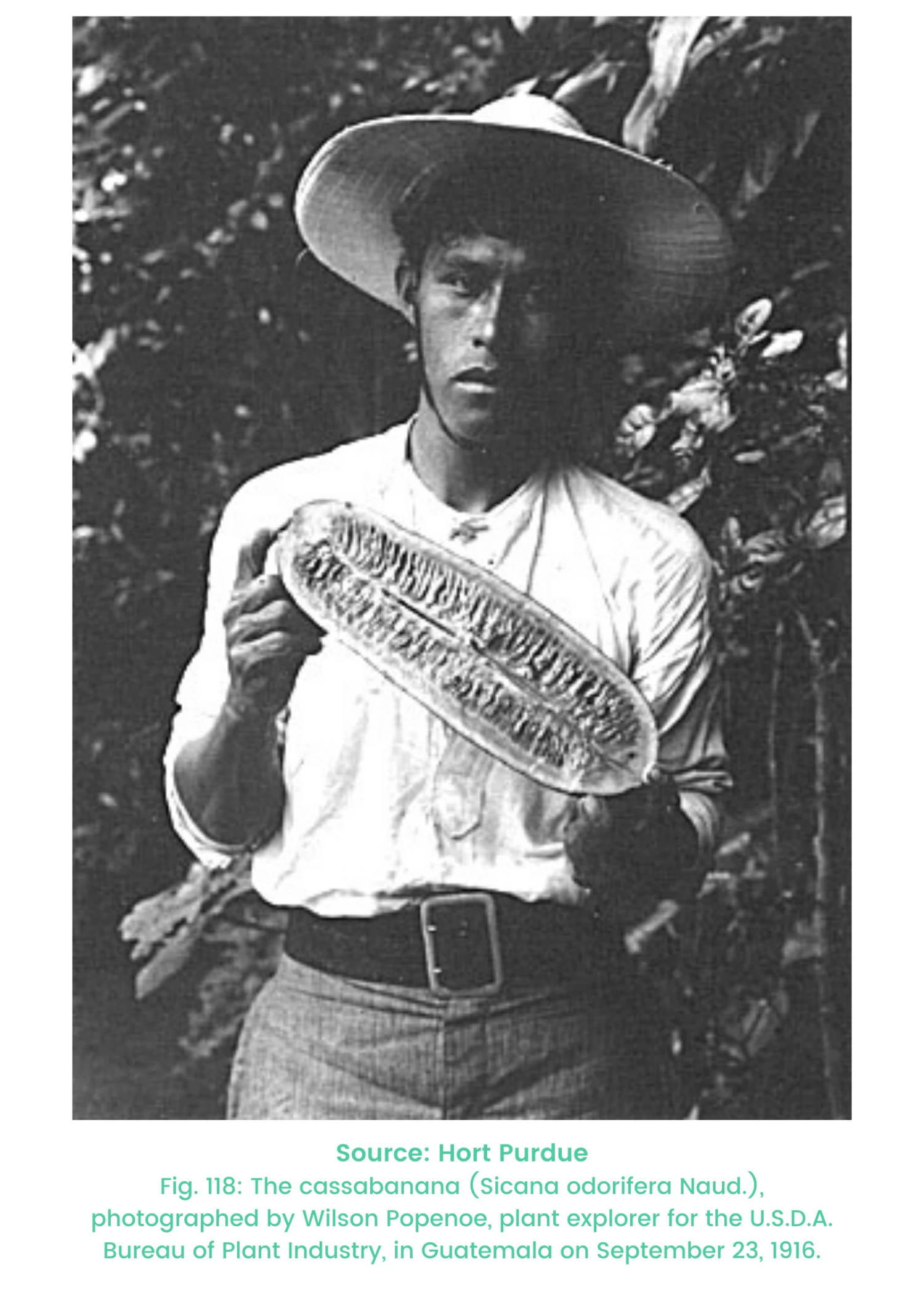 Cassabanana (Sicana Odorifera) 2 Cassabanana (Sicana Odorifera) - Image 2