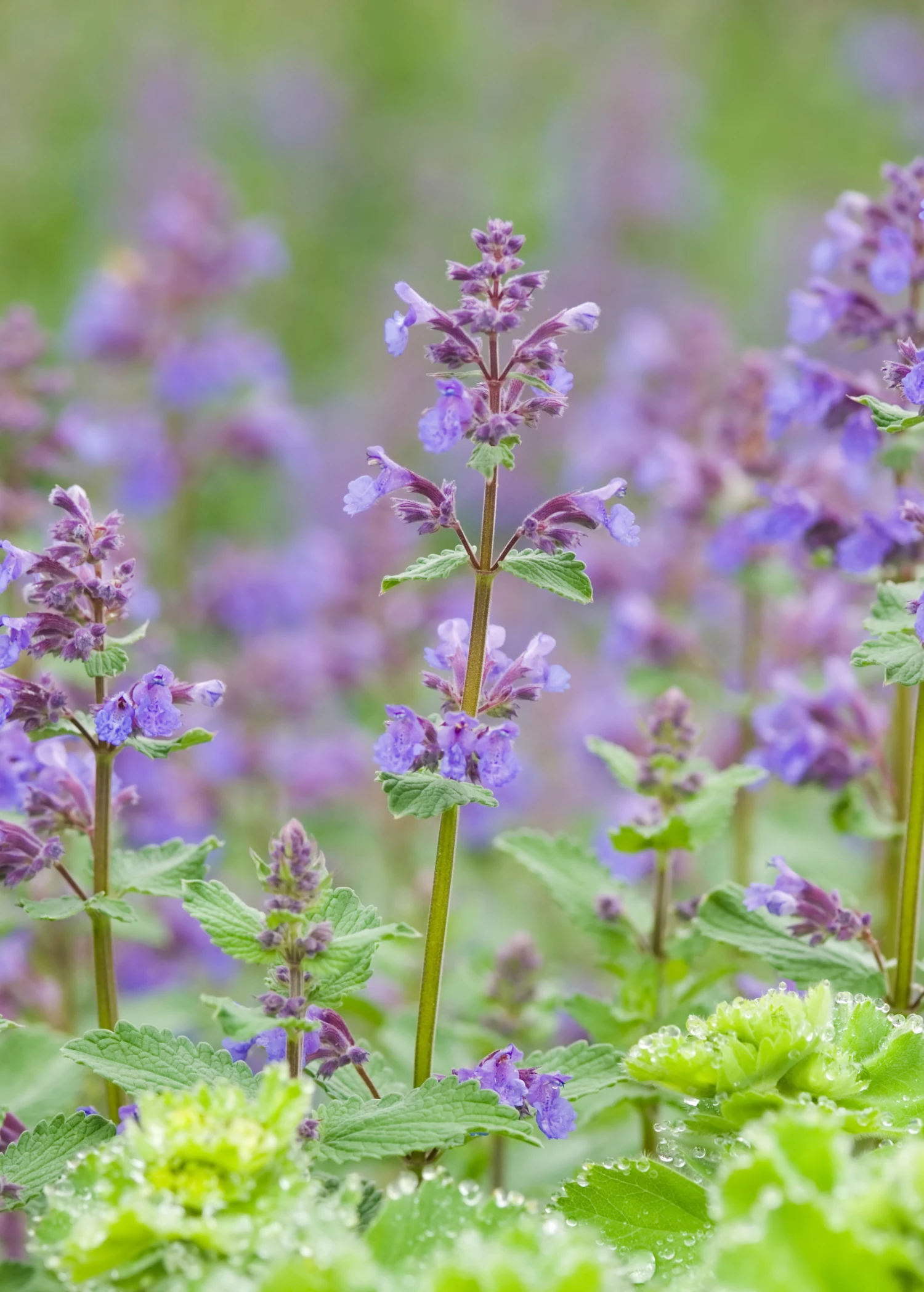 Catnip (Nepeta Cataria) 5 Catnip (Nepeta Cataria) - Image 5