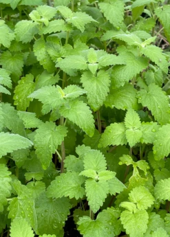 Catnip (Nepeta Cataria) 13 Catnip (Nepeta Cataria) -Garden Supplies Sales 2024 Catnip Nepetacataria