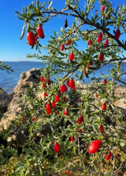 Christmasberry (Lycium Carolinianum) -Garden Supplies Sales 2024 Christmasberry Lyciumcarolinianum liveplantsforsale SowExotic.com 1
