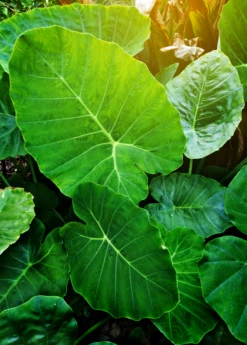 Taro 'Chinese Bun Long' (Colocasia Esculenta) -Garden Supplies Sales 2024 Colocasia esculenta taro bung long