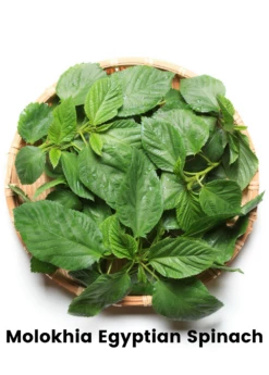 Summer Greens Bundle: Malabar Spinach, Molokhia, Longevity Spinach & Lagos Spinach -Garden Supplies Sales 2024 CopyofBananaBundleforSale SowExotic.com 13