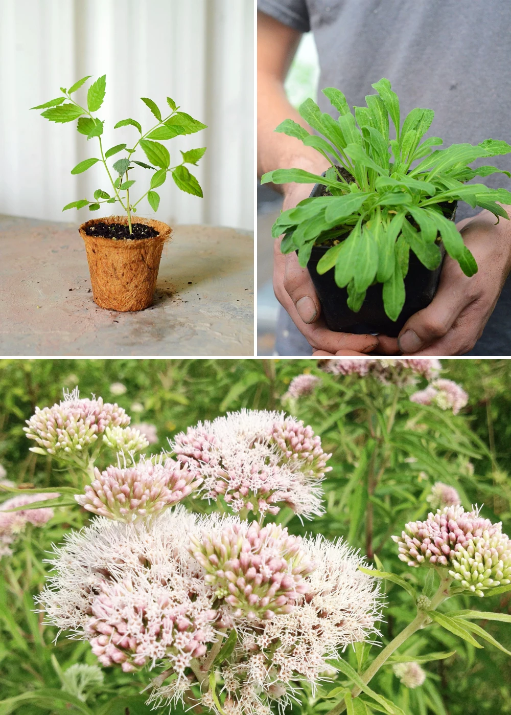 Sleepy Herb Bundle: Valerian Root, African Dream Root & Calea Dream Root 1 Sleepy Herb Bundle: Valerian Root, African Dream Root & Calea Dream Root