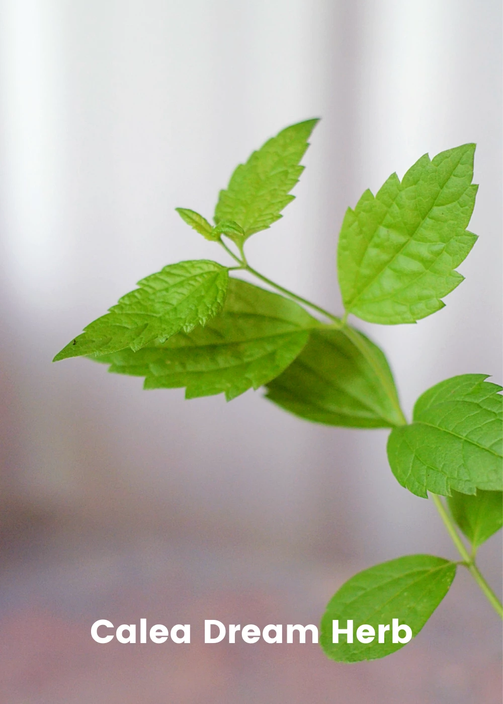 Sleepy Herb Bundle: Valerian Root, African Dream Root & Calea Dream Root 4 Sleepy Herb Bundle: Valerian Root, African Dream Root & Calea Dream Root - Image 4