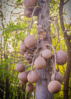 Cannonball Tree (Couroupita Guianensis) 11 Cannonball Tree (Couroupita Guianensis) -Garden Supplies Sales 2024 CouroupitaguianensisCannonballFruitTreeForSale SowExotic.com