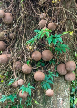 Cannonball Tree (Couroupita Guianensis) 10 Cannonball Tree (Couroupita Guianensis) -Garden Supplies Sales 2024 CouroupitaguianensisCannonballFruitTreeForSale SowExotic.com 1