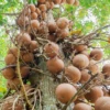 Cannonball Tree (Couroupita Guianensis)