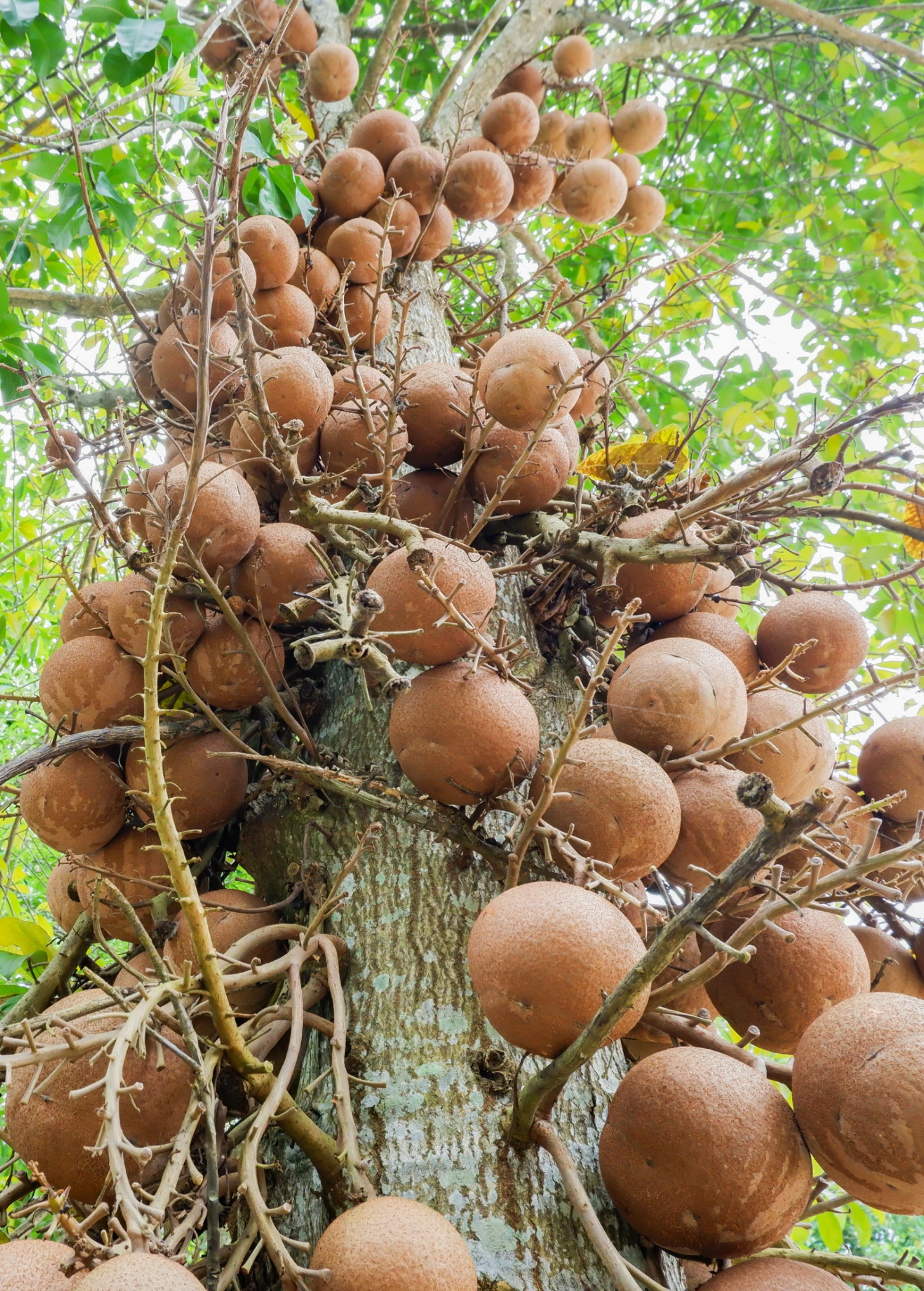 Cannonball Tree (Couroupita Guianensis) 1 Cannonball Tree (Couroupita Guianensis)
