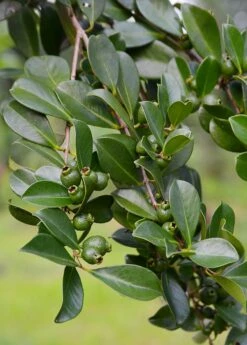 Guava, Strawberry (Psidium Cattleianum) -Garden Supplies Sales 2024 DSC 3247