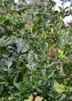 Guava, Strawberry (Psidium Cattleianum) -Garden Supplies Sales 2024 DSC 3252