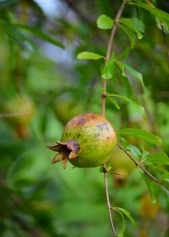 Pomegranate 'Vietnamese Pink' (Punica Granatum) -Garden Supplies Sales 2024 DSC 3267