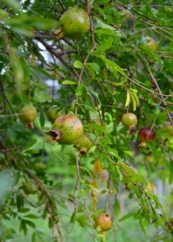 Pomegranate 'Vietnamese Pink' (Punica Granatum) -Garden Supplies Sales 2024 DSC 3269