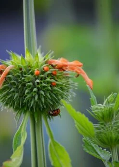 Klip Dagga (Leonotis Nepetifolia) -Garden Supplies Sales 2024 DSC 3350