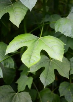 Chaya, Mexican Tree Spinach (Cnidoscolus Aconitifolius) -Garden Supplies Sales 2024 DSC 3691