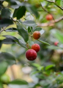 Guava, Strawberry (Psidium Cattleianum) -Garden Supplies Sales 2024 DSC 3696